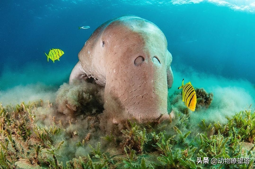 巨型儒艮灭绝,儒艮为什么遭到大量捕杀