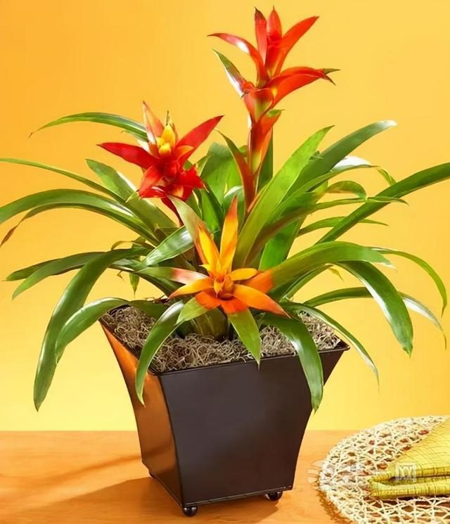 代表富贵吉祥的花草,有寓意的花草名