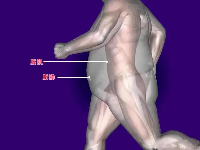 腹肌训练大全快速练出腹肌马甲线,腹肌训练动作练出腹肌马甲线