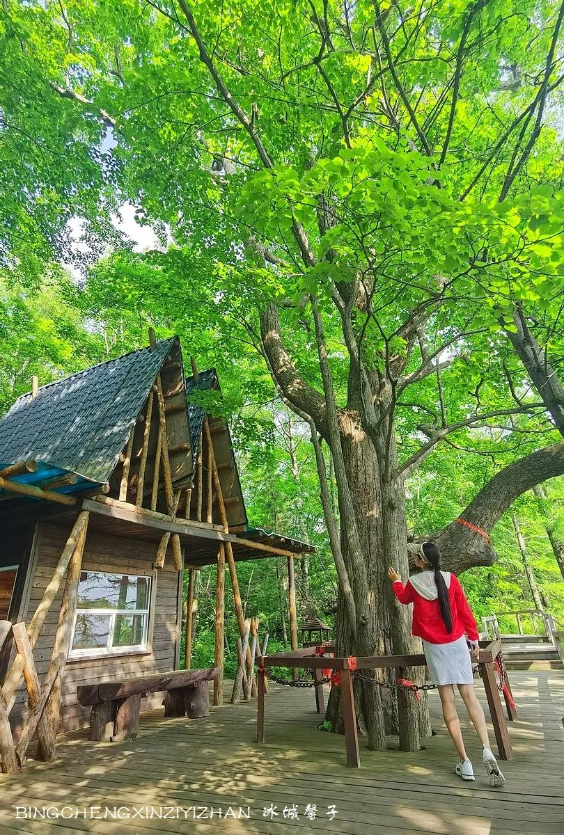 火山口国家森林公园与地下森林,清凉度夏探秘地下森林