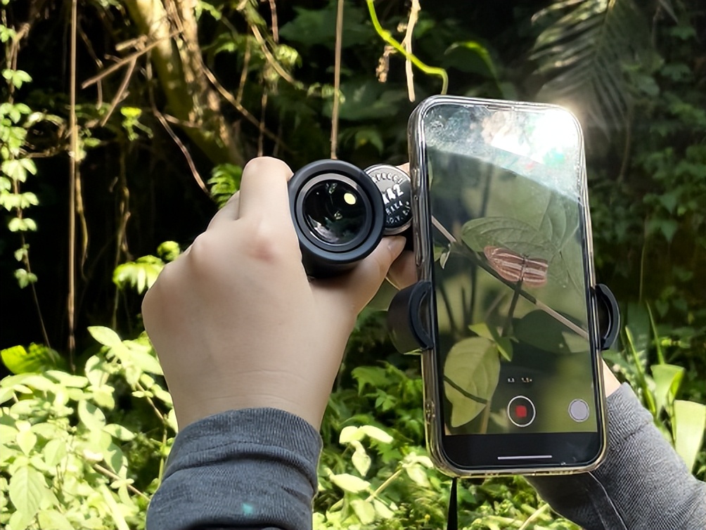 挑战观察昆虫,挑战看蜘蛛视频