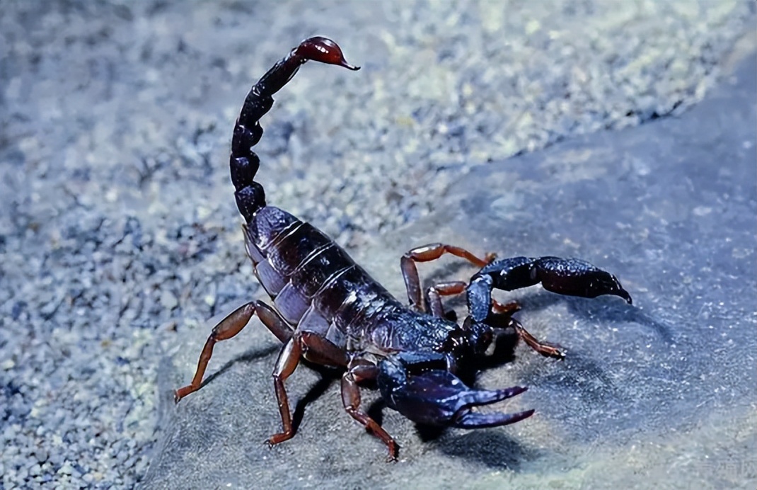 农村俗语中的“四大苦、四大悲、四大愁和四大毒”，分别是指啥？