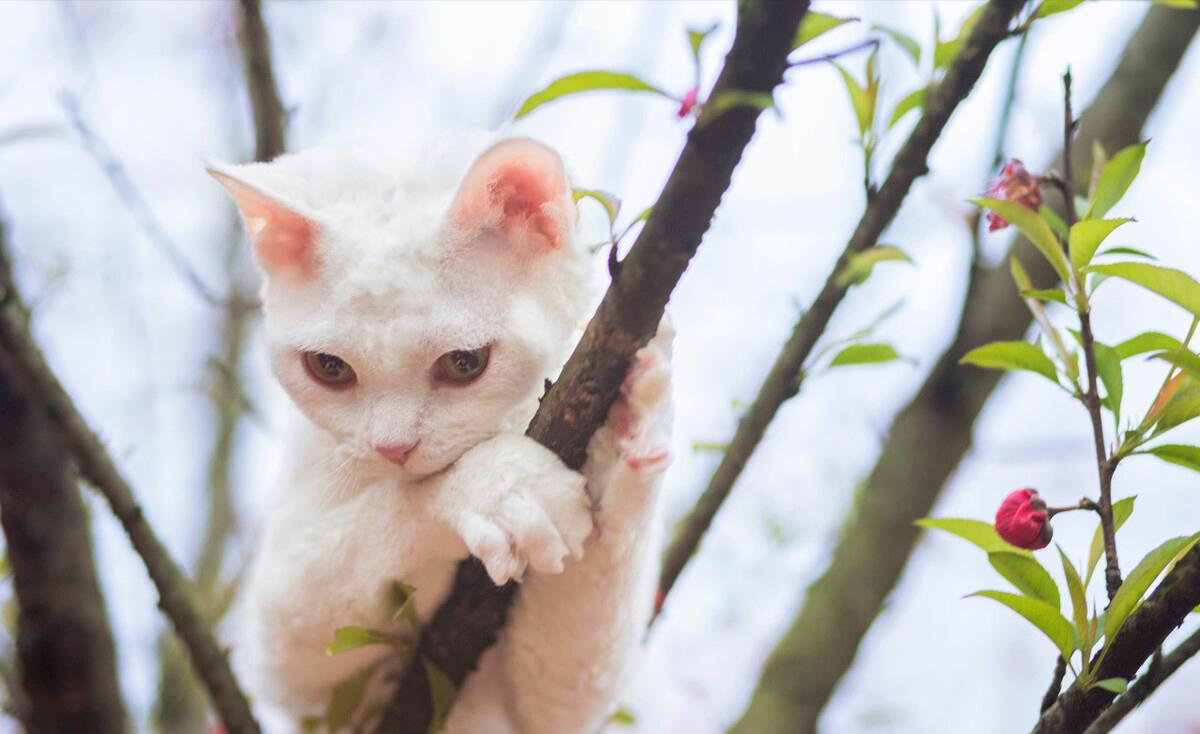 德文卷毛猫性格真好,thecatscope德文卷毛猫