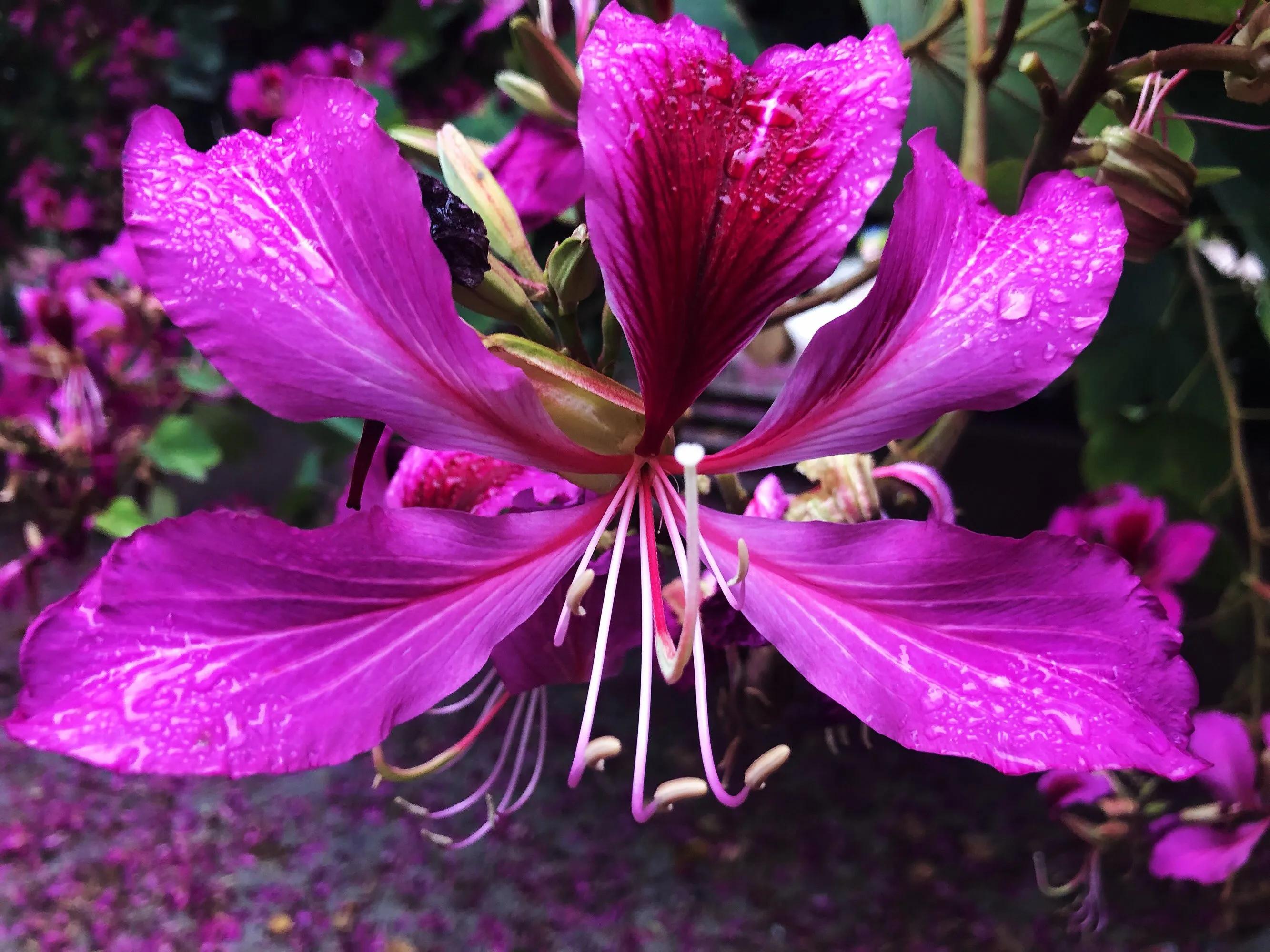 赏花旅游种什么花,春季去公园踏青上百种花让人眼花
