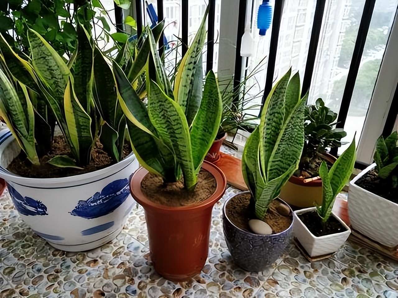 什么花卉吸甲醛最好养,10种能吸甲醛净化空气的盆栽花草