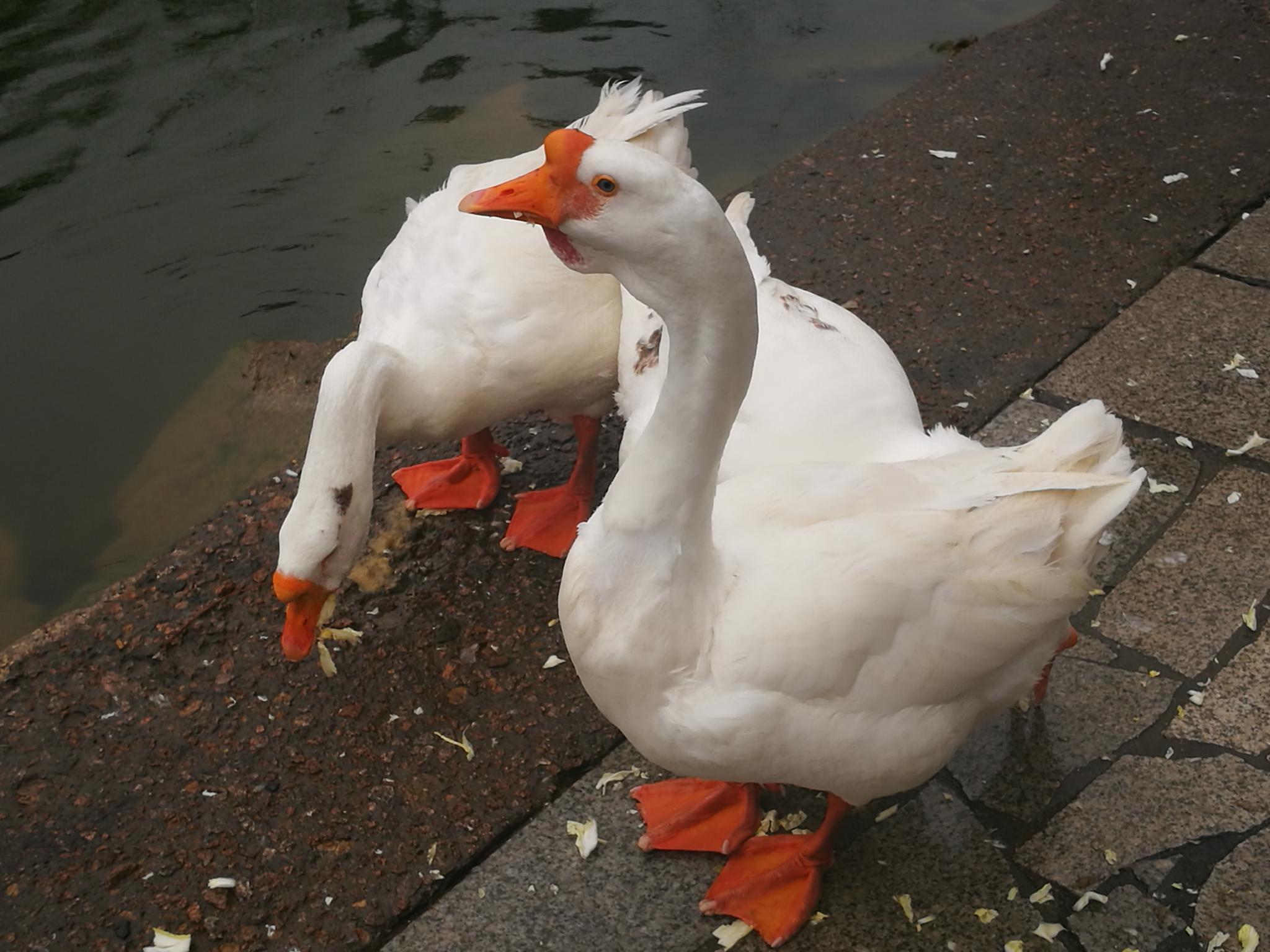 蛇最怕什么雄黄真的能驱蛇吗,蛇真的怕雄黄吗还是其他原因