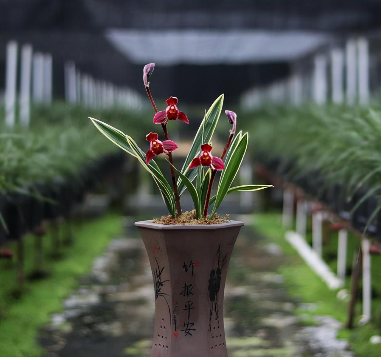 金边墨兰红神荷怎么养才开花,墨兰红太阳带花苞