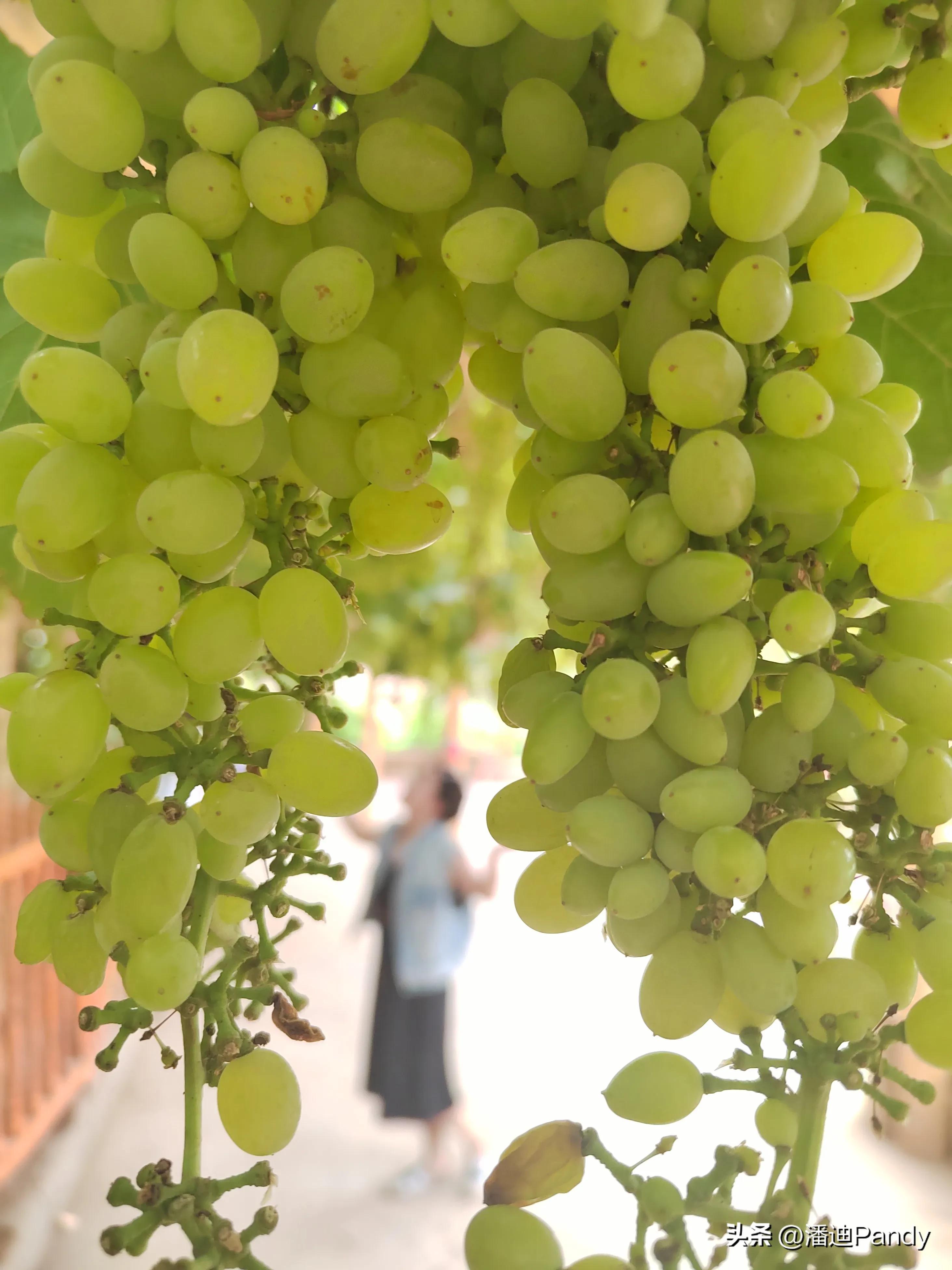 去吐鲁番沙漠玩攻略,去吐鲁番坐车攻略