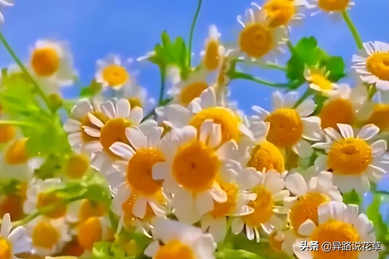 洋甘菊花骨朵,洋甘菊花语逆境生长