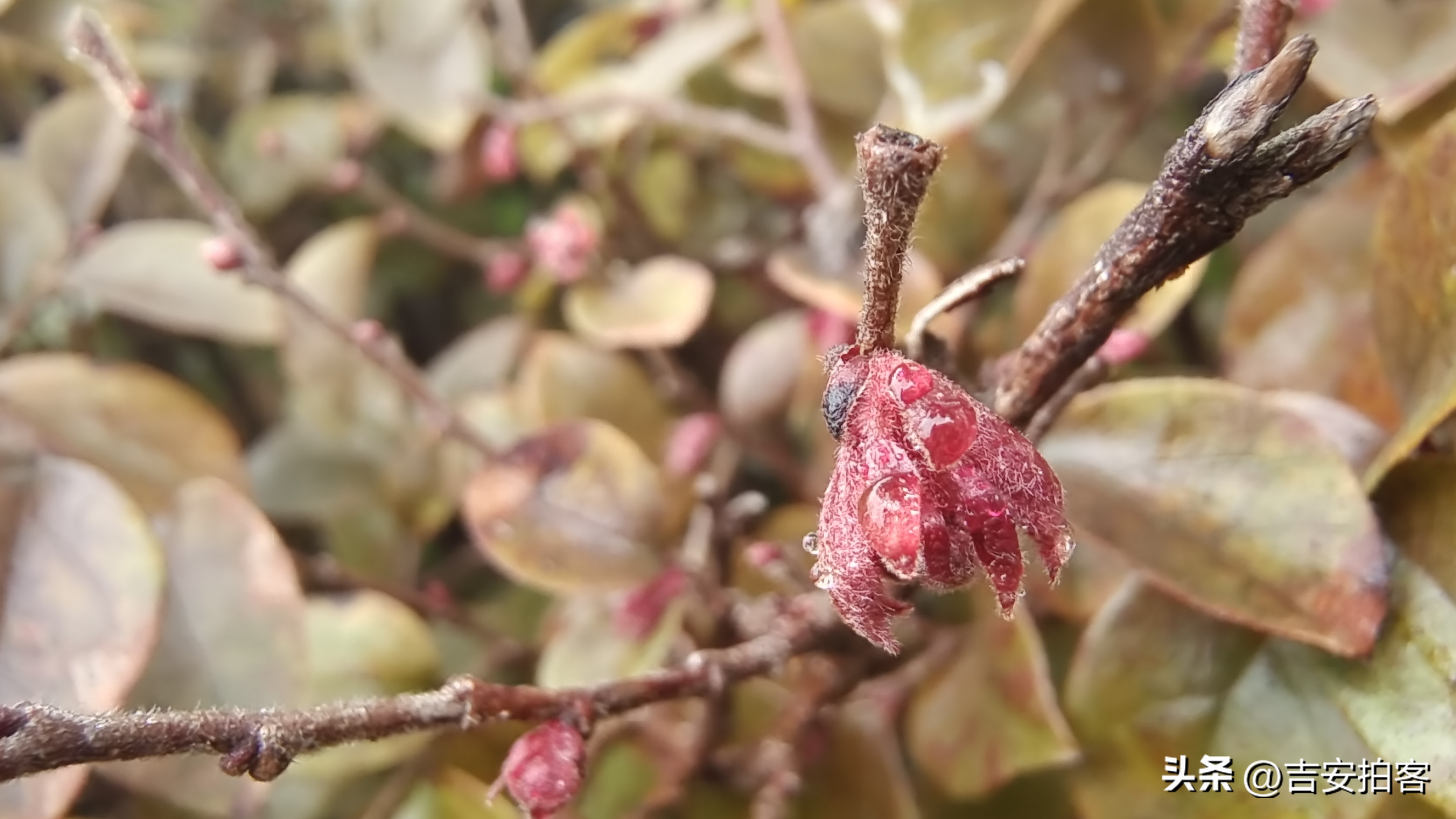 春雨滋润下的红花檵木