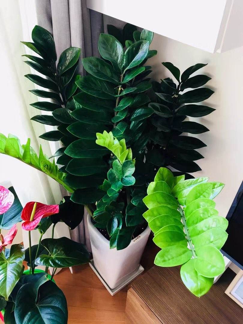 家里光照不足建议养这10种耐阴花,阴暗无光角落适合养什么花