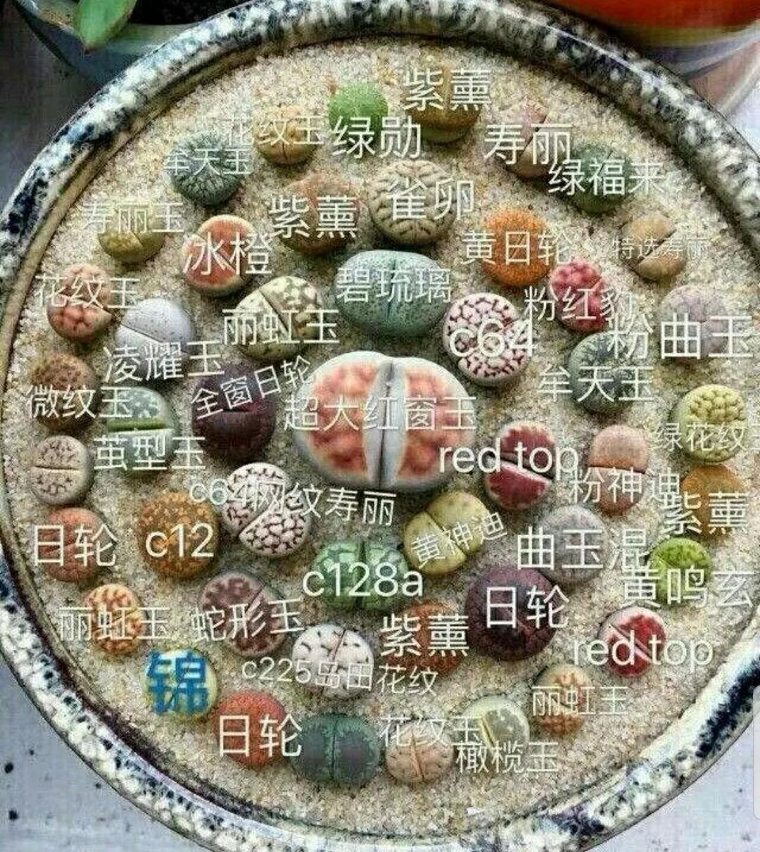 多肉植物石头开花,多肉石头花秋季