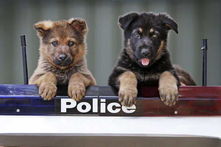 为什么太聪明的狗不适合当警犬,警犬的训犬员能自己挑选犬吗