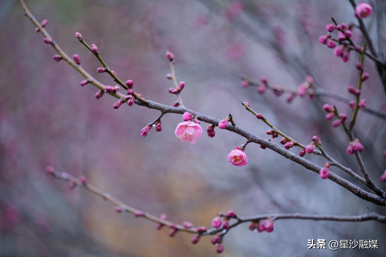 长沙春天赏花的地方有哪些,长沙春天哪里看花海