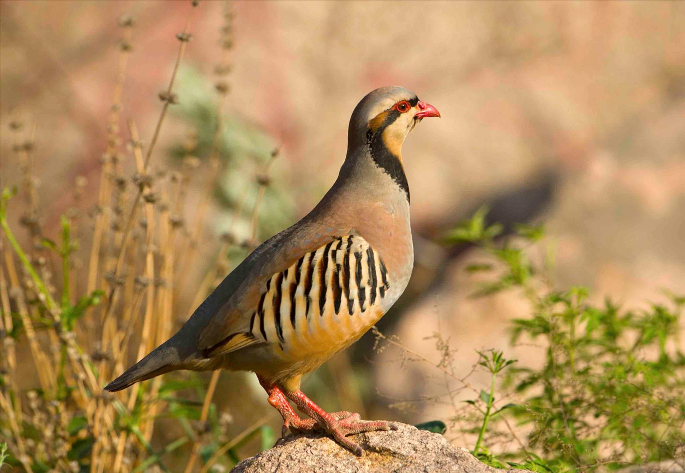 四川发现熊猫是真的吗,中华鹧鸪是濒危物种吗