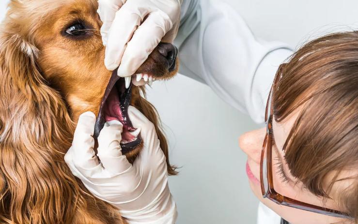 狗狗咳嗽很严重一直咳不停怎么办,养宠经验猫咪感冒打喷嚏怎么办