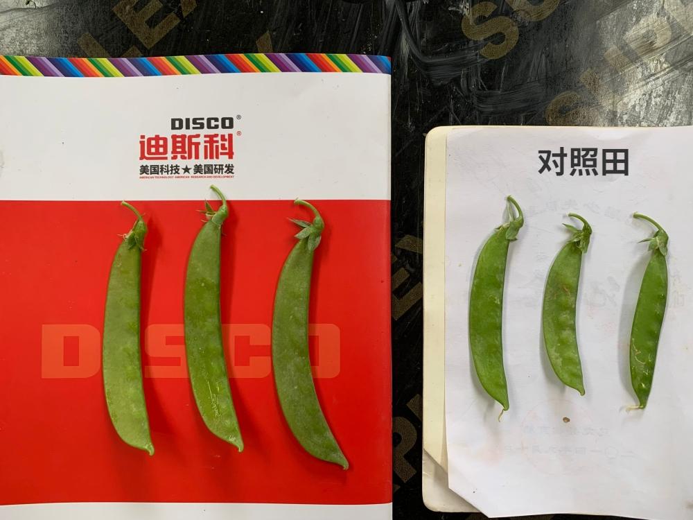 荷兰豆最好吃的品种图片,荷兰豆的种类有哪些