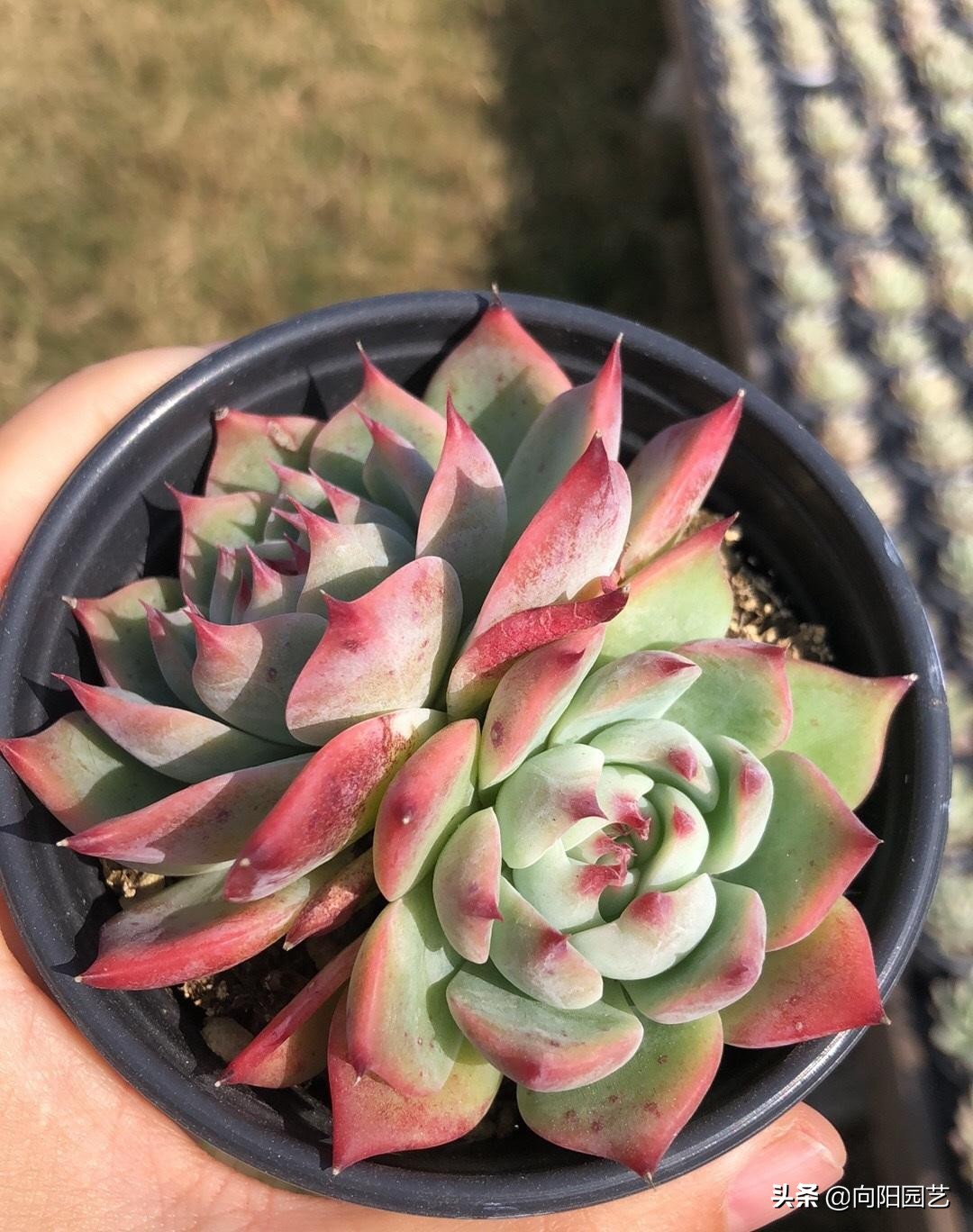 吉娃娃锦和吉娃娃覆轮锦区别,普通的吉娃娃能种出吉娃娃锦吗