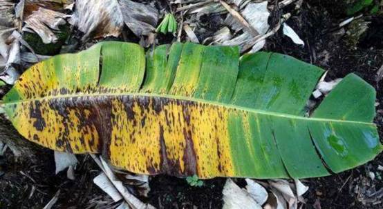 30年后香蕉灭绝,真正的香蕉到底是怎么灭绝的