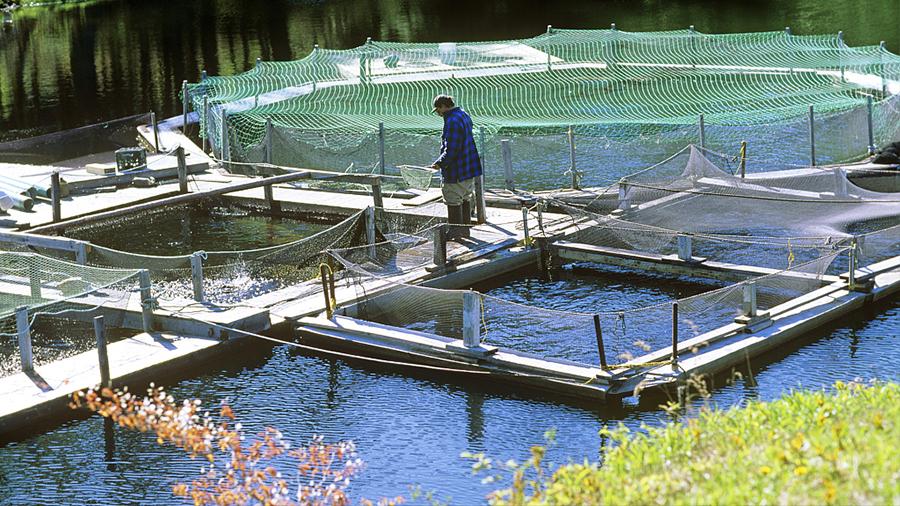丁丽茹：广告老总跨行养鱼，大圆桶中收获千万财富，是如何做到的