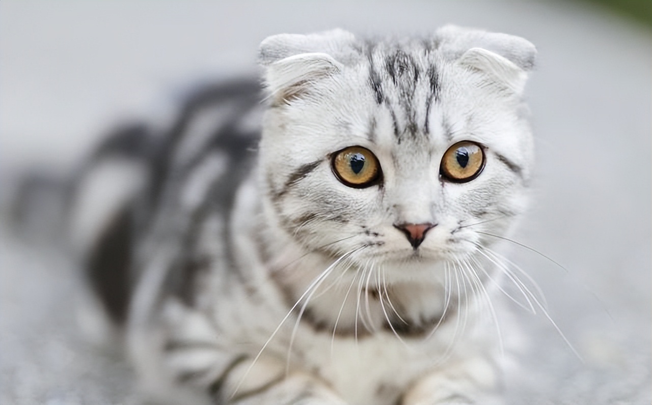 夏天预防猫咪中暑,天气太热了猫咪中暑了怎么办