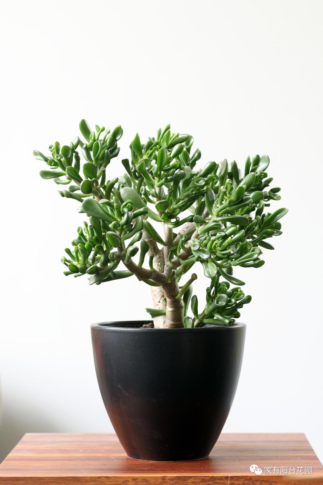 养花新手就养这10种花,养花大全简单易养的花