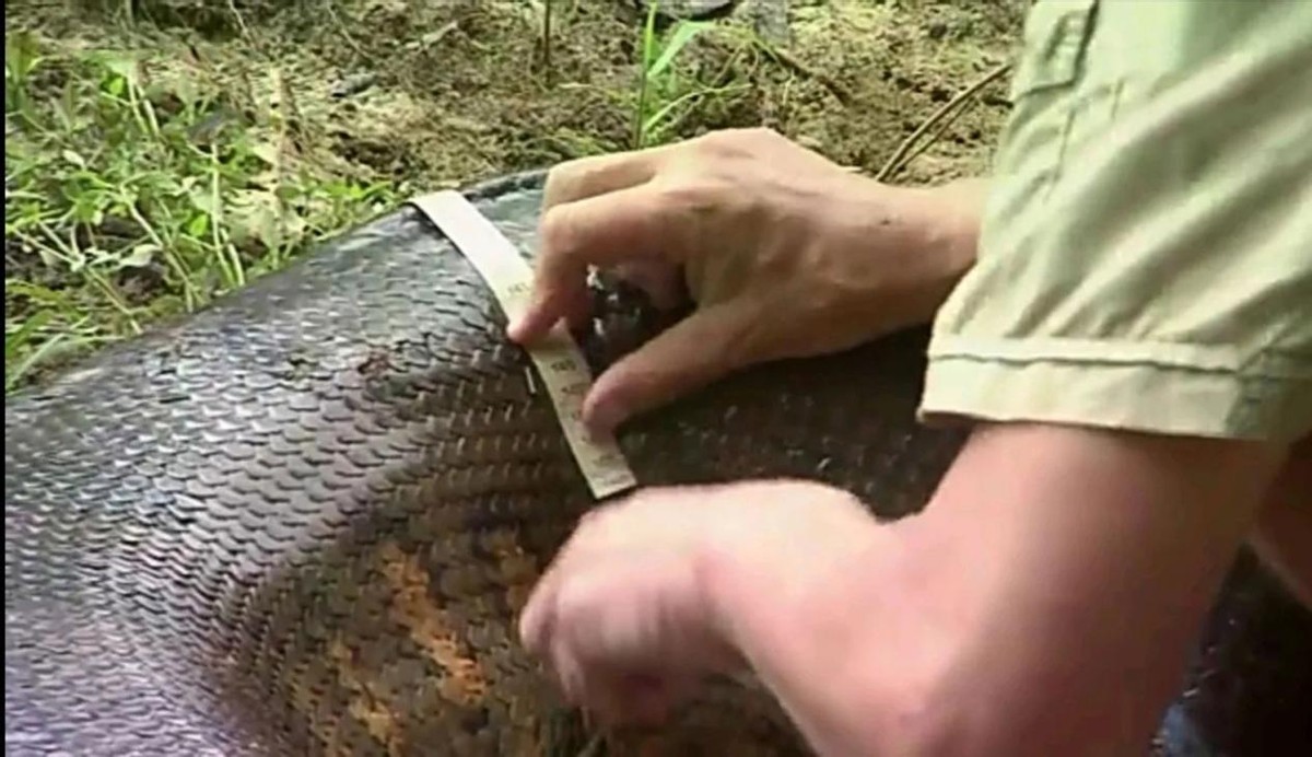 最大的红海巨蟒的力气有多大,中国十大最恐怖的巨蛇巨蟒