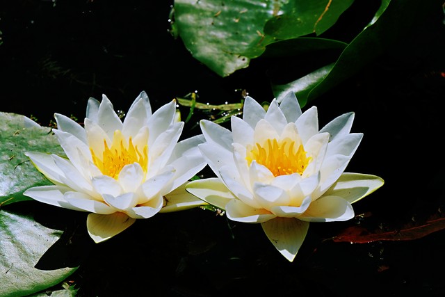 我们姐妹间的友谊坚不可摧,姐妹之间的友谊坚不可摧