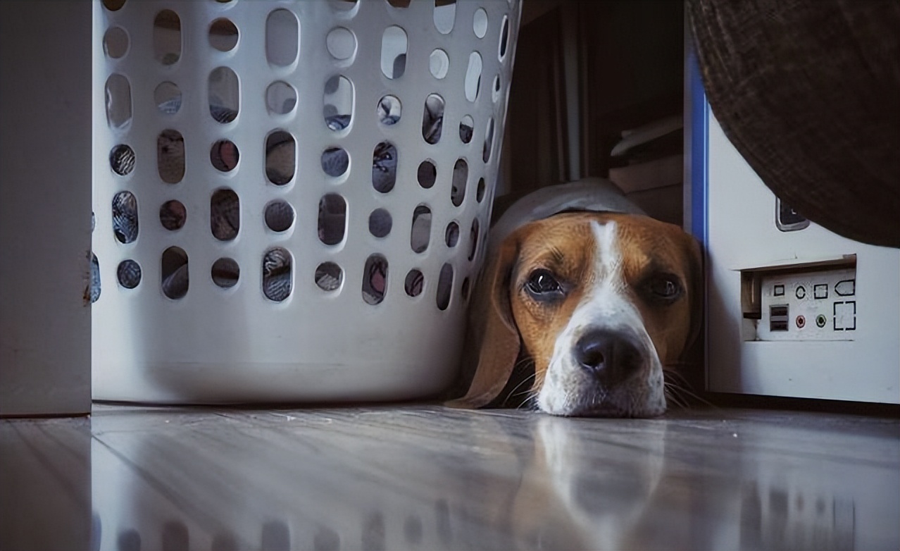 狗狗意外获得超能力从此走向巅峰,狗狗意外获得五环拥有了超能力
