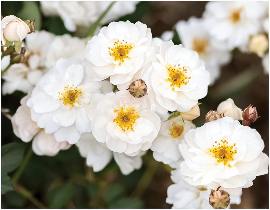 经典玫瑰品种 (玫瑰植物品种)