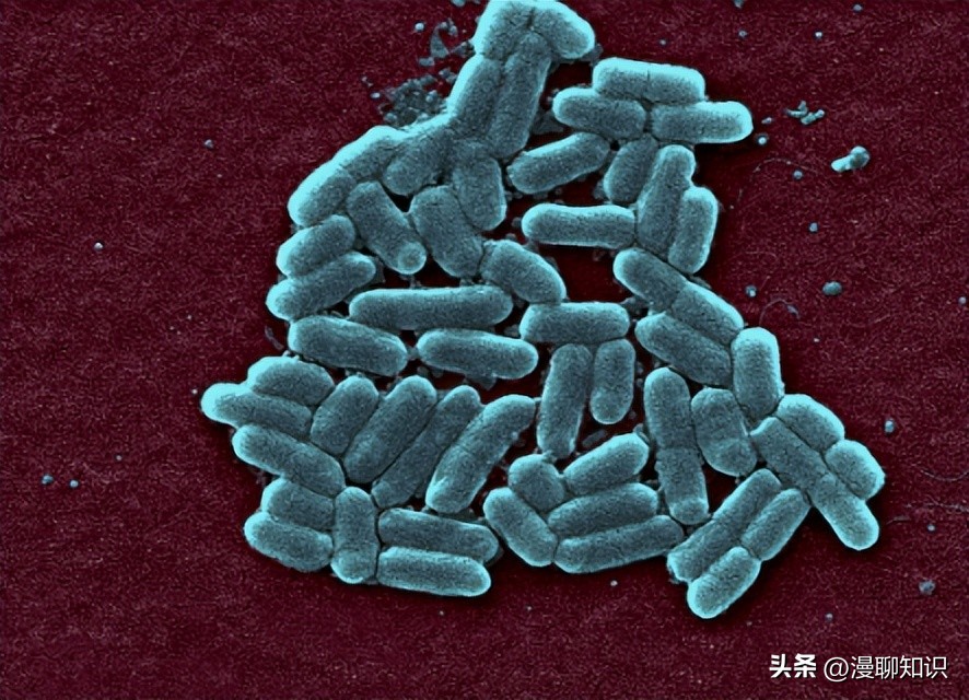 大肠杆菌的结构名称,大肠杆菌菌株基因型