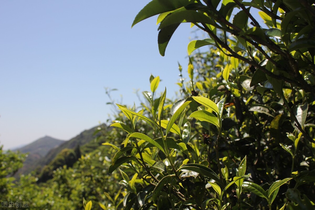 什么是凤凰单丛茶,什么是凤凰单丛茶头