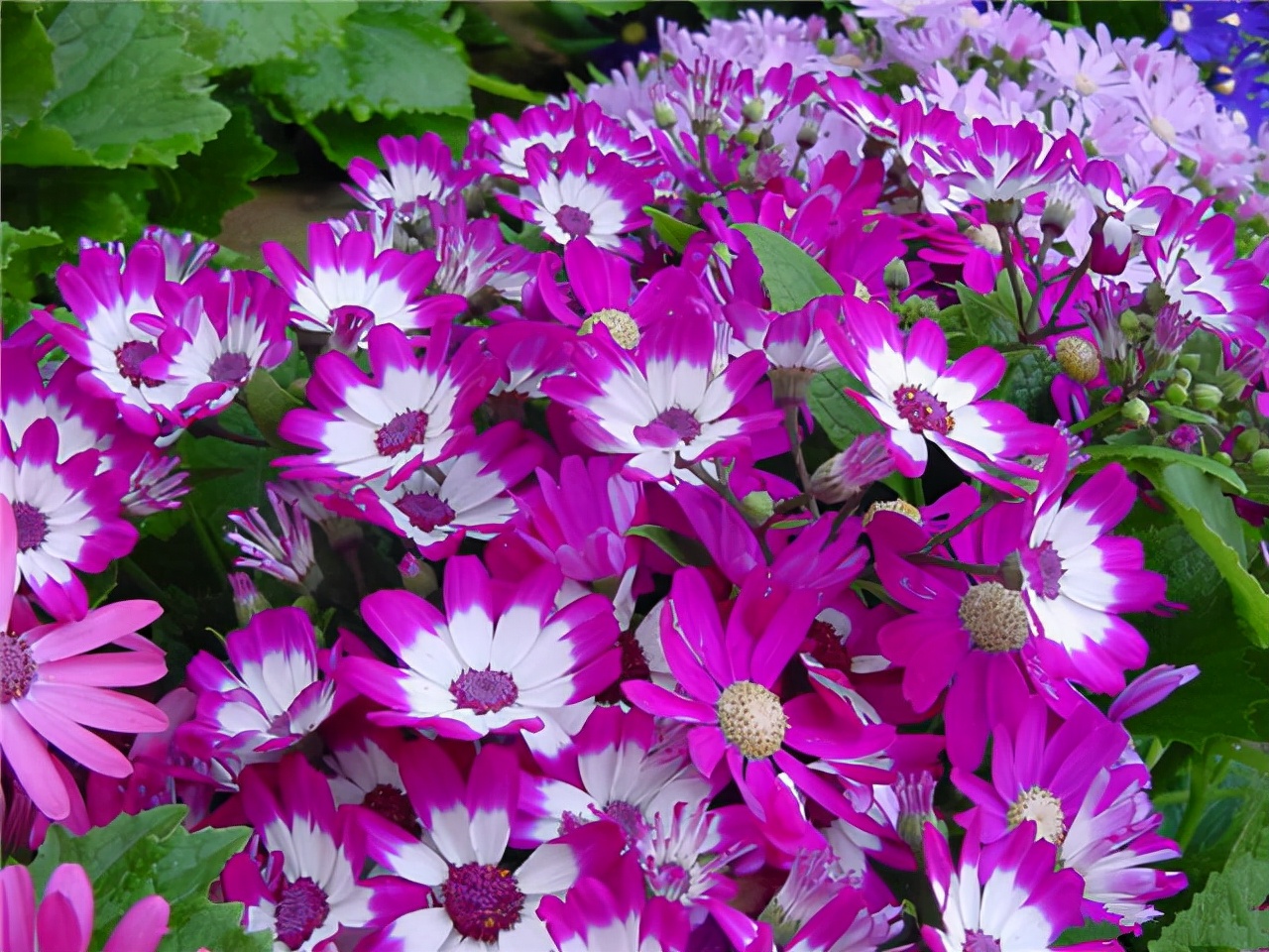 公园路边植物图片,路边的小植物有哪些