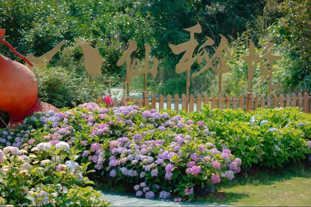 夏天专属的浪漫绣球花,绣球花是夏天的专属浪漫