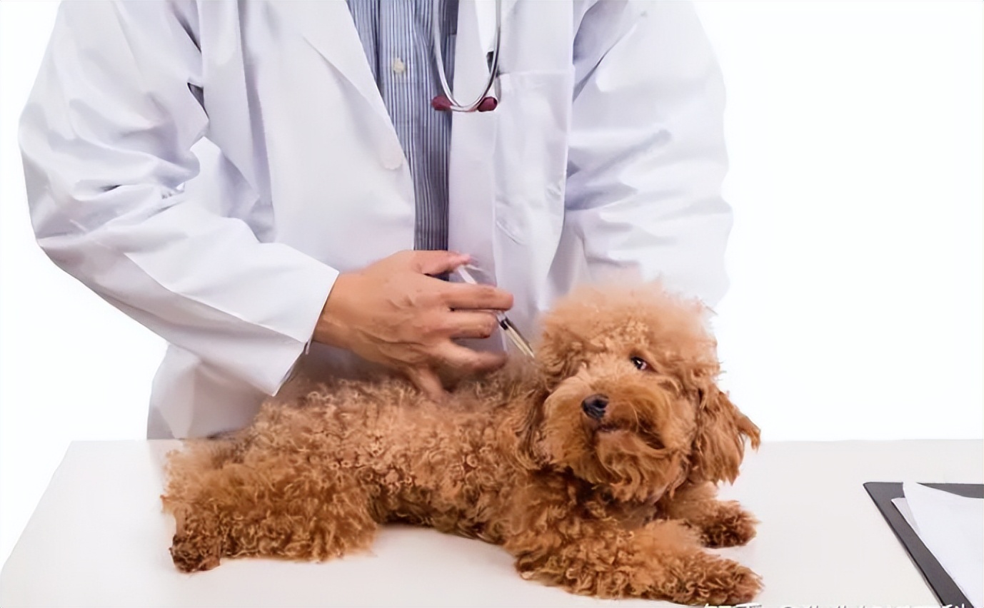 泰迪得了狂犬病的现象有哪些表现,泰迪幼犬会有狂犬病吗