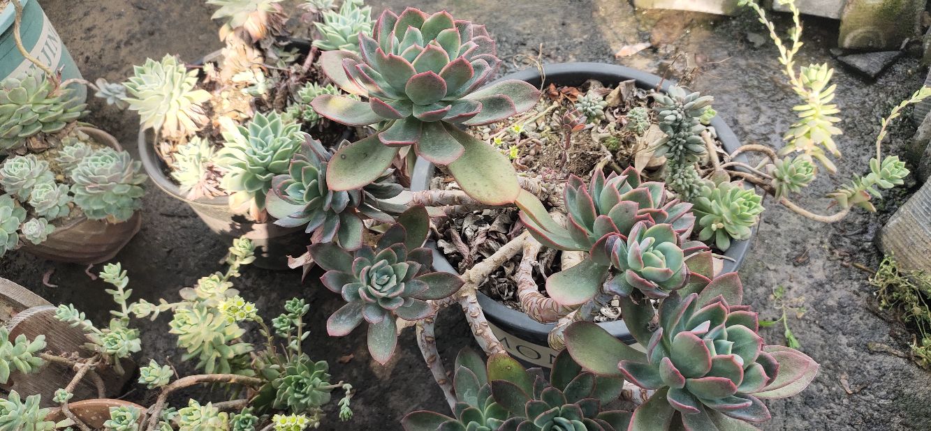 看我满屏都装不下的肉多多