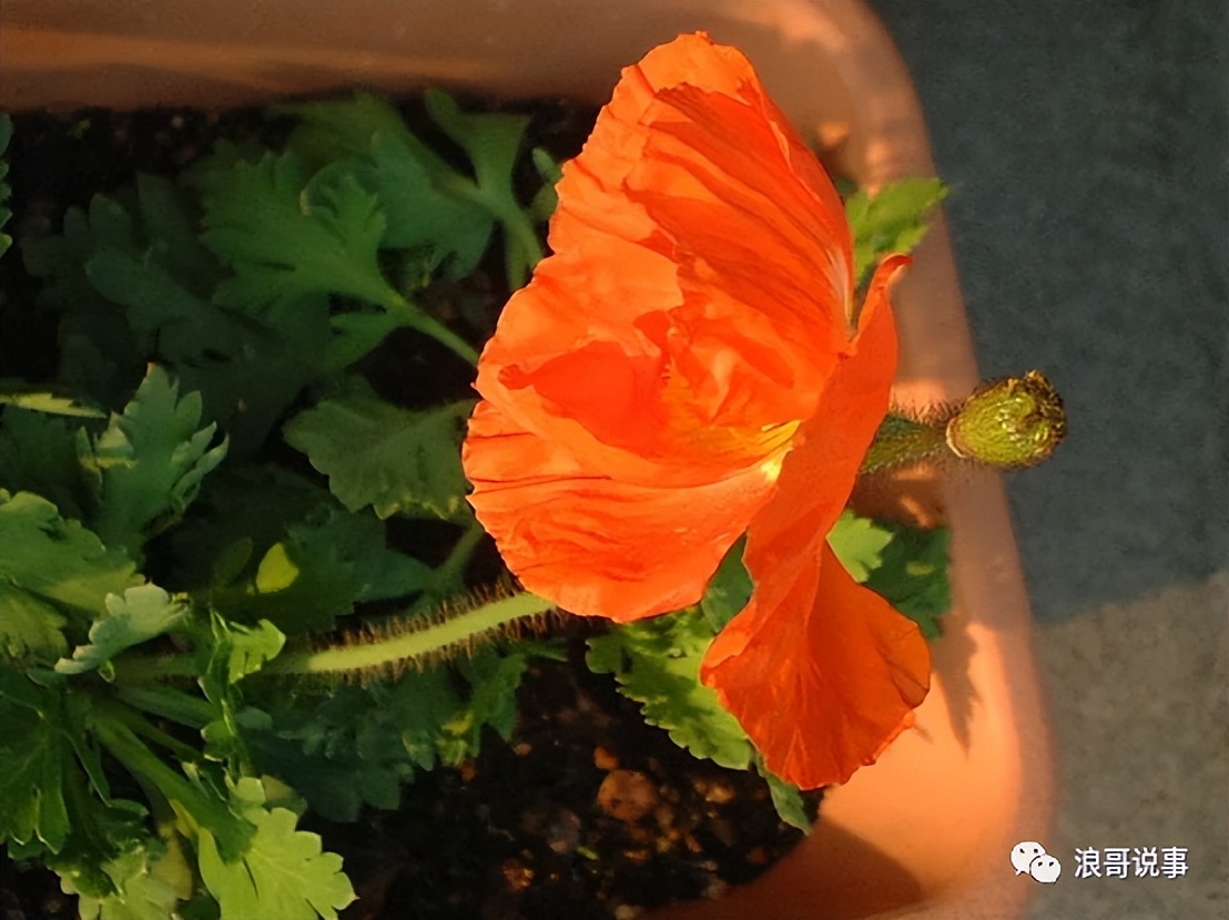 介于*粟罂**与虞美人之间的物种--冰岛*粟罂**（野*粟罂**）