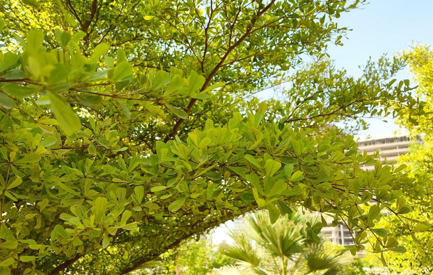 迪拜适合养什么植物,迪拜常见花草