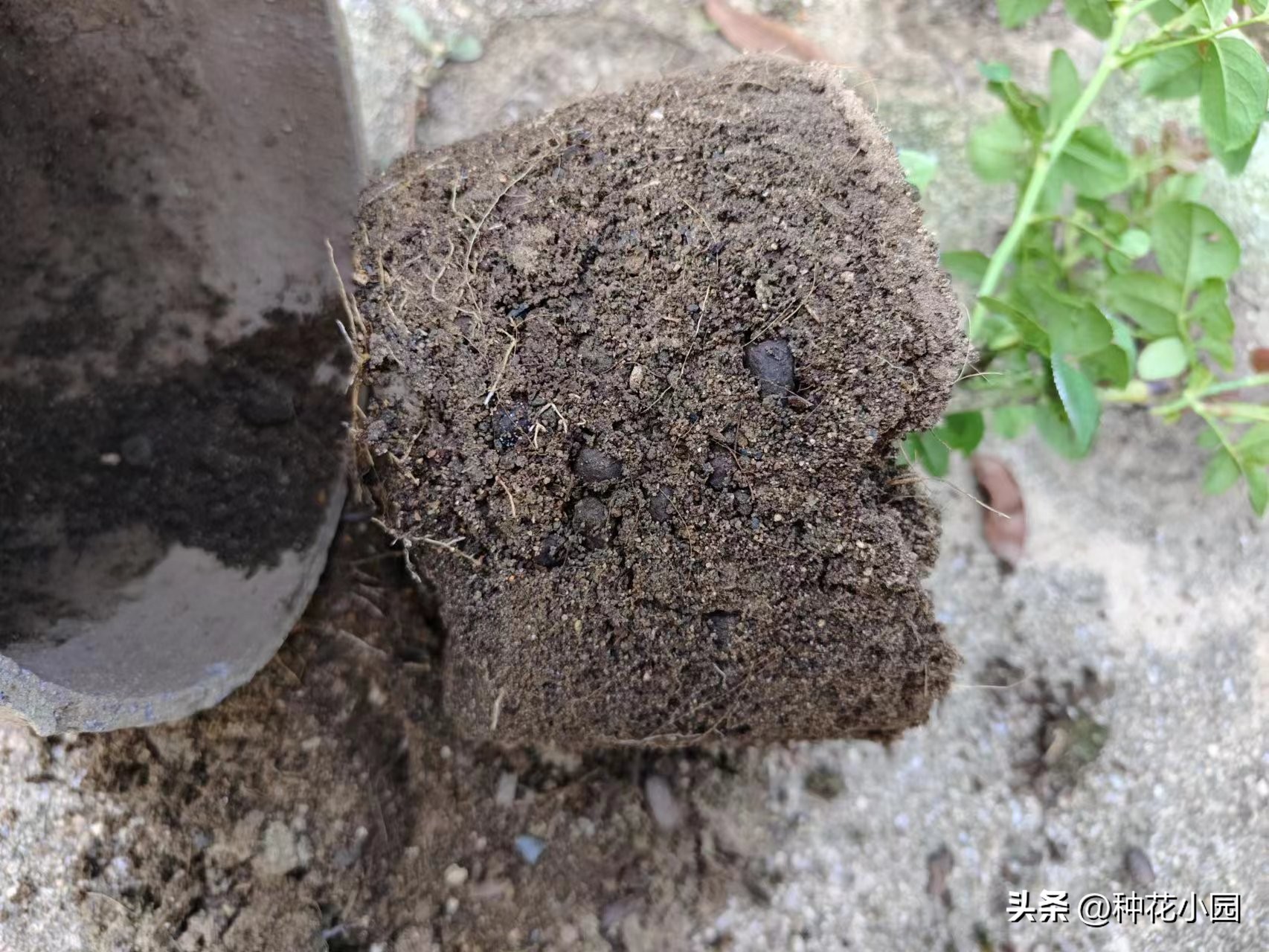 长时间不在家花怎么浇,月季在家怎么养成树状月季