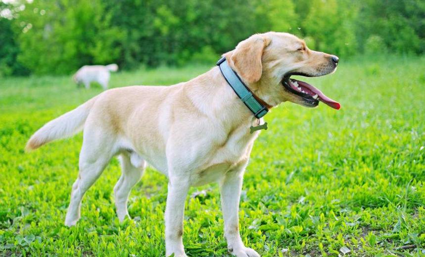 养狗小技巧之拉布拉多怎么训练,养狗新手入门必知拉布拉多怎么养