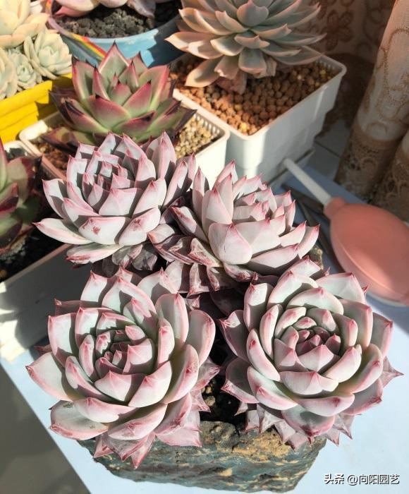 卖多肉的未必会养多肉，主播只负责售卖，管售卖，不管死活