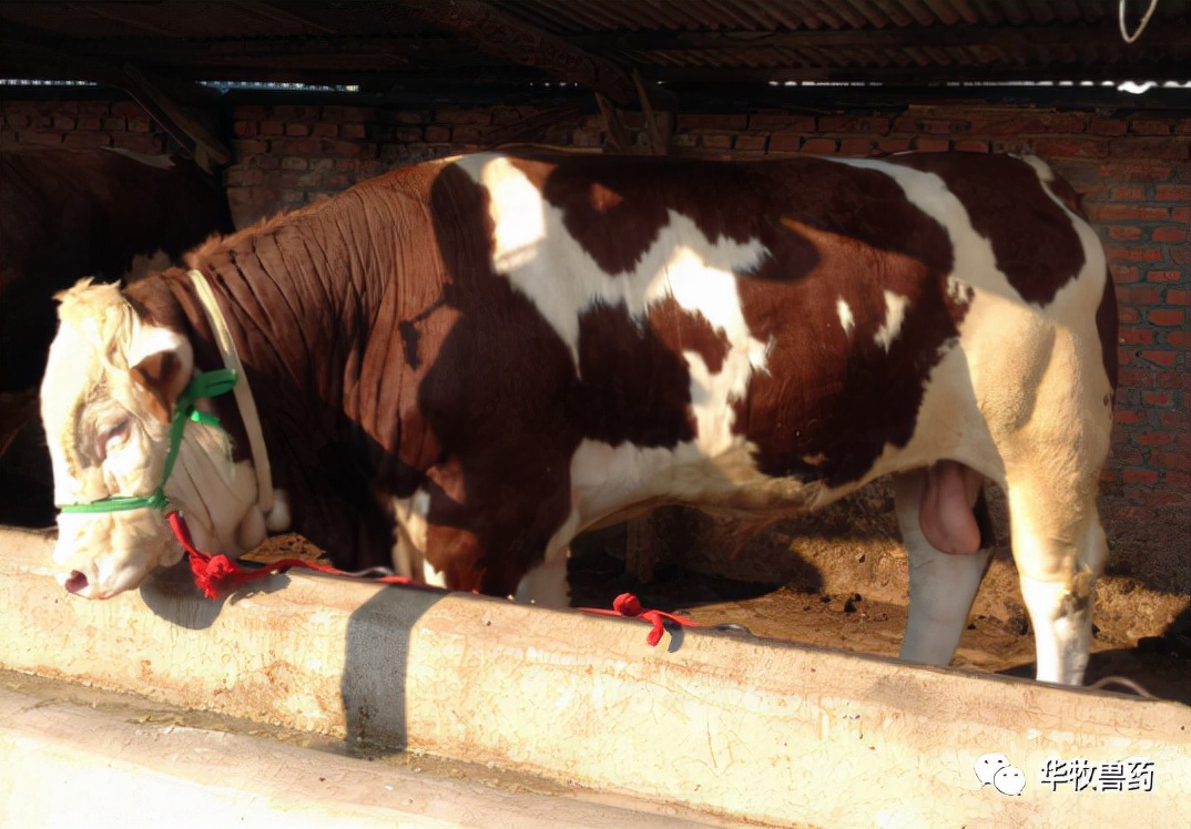 牛苦胆为什么会治便秘,牛便秘最快通便方法