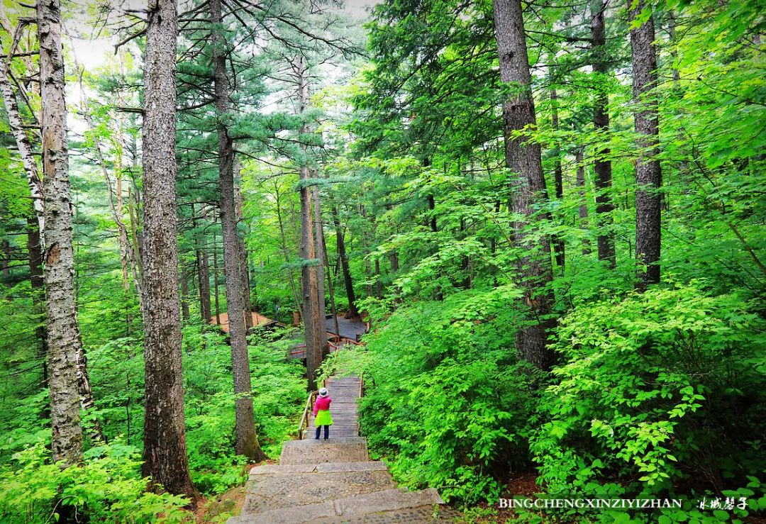 火山口国家森林公园与地下森林,清凉度夏探秘地下森林