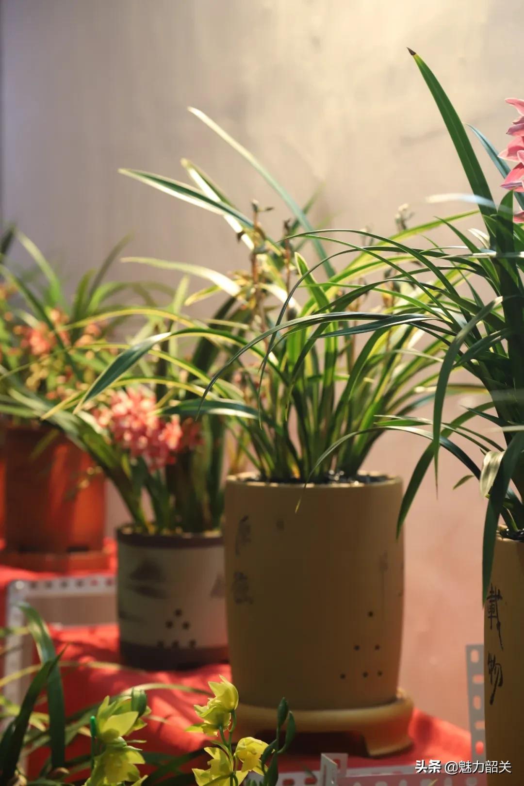 翁源江尾镇年味,翁源兰韵飘香