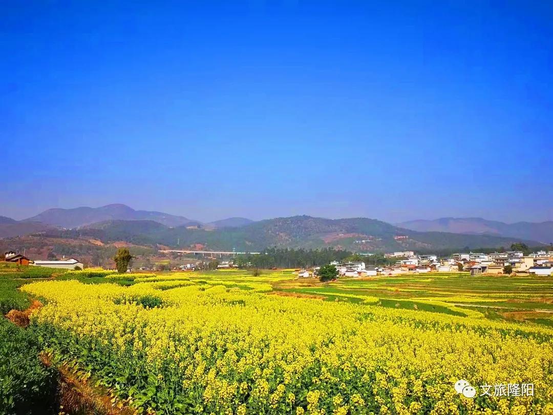 冬樱散场菜花香，蜂飞花间采蜜忙：用一天的时间去邂逅乡野风光