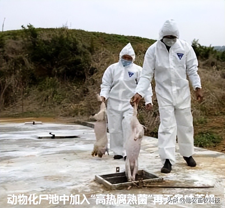 如何提高育肥羊经济效益,育肥猪养殖项目目的是什么