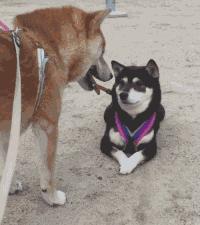 新能源汽车2024年营销状况,新能源汽车营销策略视频