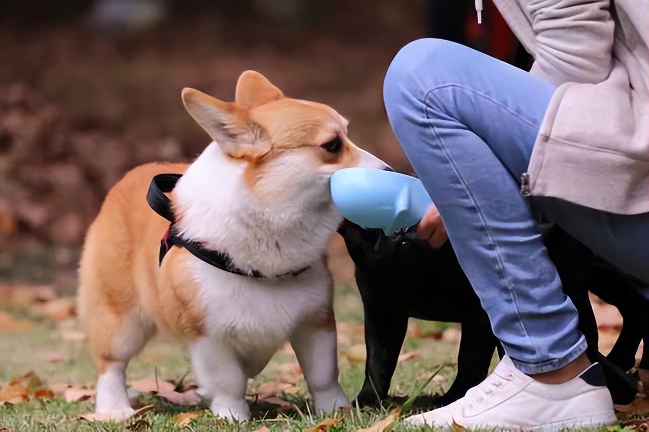 柯基为什么有些人感觉很傻,柯基成年后有什么变化