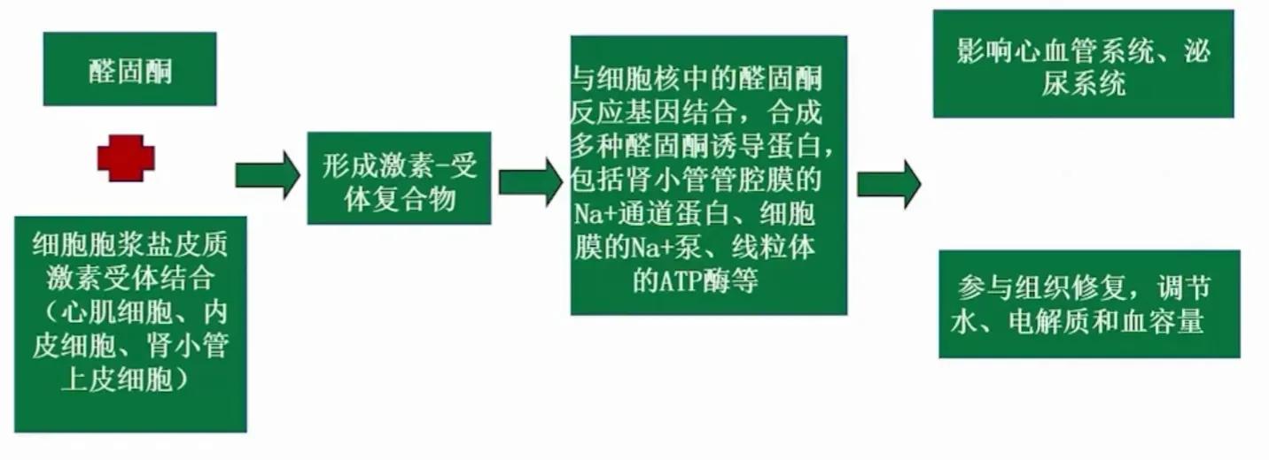 治疗心衰新四联药物,心衰患者醛固酮受体拮抗剂