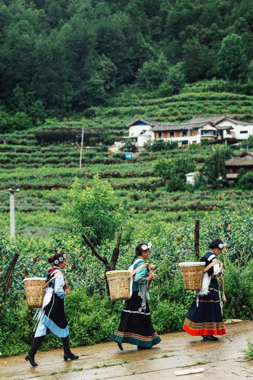 秀色丽江,秀色丽江玉龙雪山